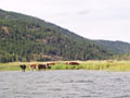cows at the end of the lake.jpg